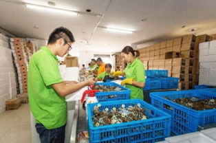 數(shù)字浪潮中的鄉(xiāng)村振興 電商交易額創(chuàng)新高，羽絨產(chǎn)品暢銷海外